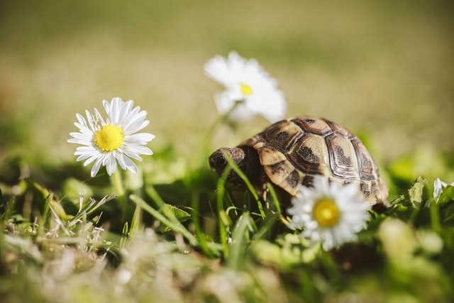 Close up of a Hermann tortoise hatchling on a lawn next to a daisy used to illustrate descriptive points below.